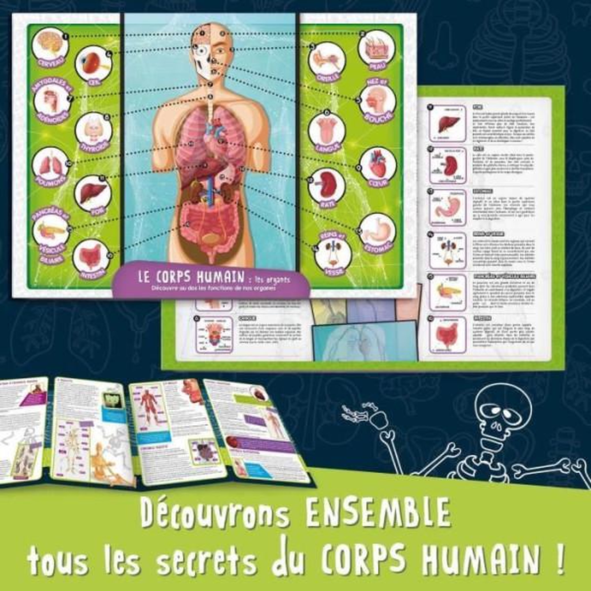 Voir la diapositive 4 : LISCIANI GIOCHI Découverte du corps humain - Kit Scientifique - I'M A GENIUS POCKET - Modele 3D