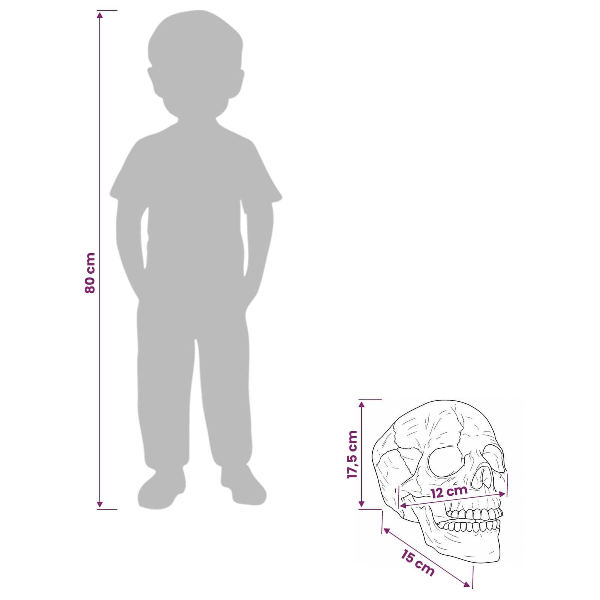 Voir la diapositive 3 : VIDAXL Crane de Halloween SPOOKA 2 pc Blanc 12 x 15 x 17,5 cm