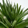 Voir la diapositive 3 : PLANT IN A BOX Palmier nain - Chamaerops 'Vulcano' - Hauteur 45-55cm - ⌀24cm