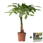 PLANT IN A BOX Arbre à argent - Pachira aquatica - Hauteur 60-70cm - ⌀17cm