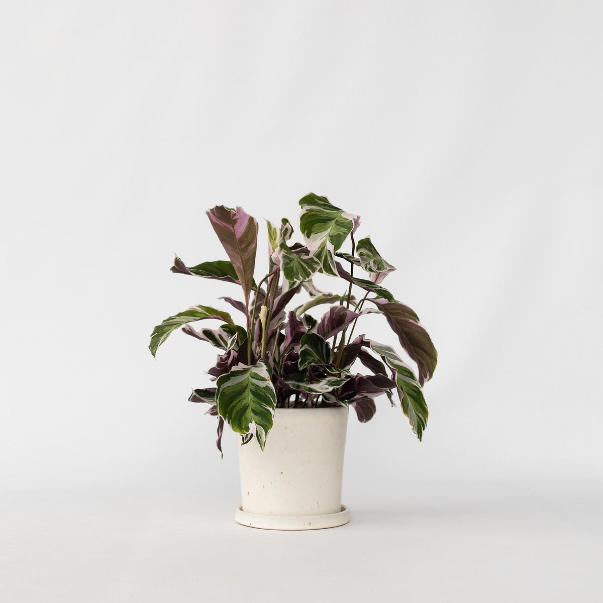 PLANT IN A BOX Calathée - Calathea Lietzei 'White Fusion' - Hauteur 30-40cm - ⌀14cm