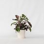 Voir la diapositive 6 : PLANT IN A BOX Calathée - Calathea Lietzei 'White Fusion' - Hauteur 30-40cm - ⌀14cm