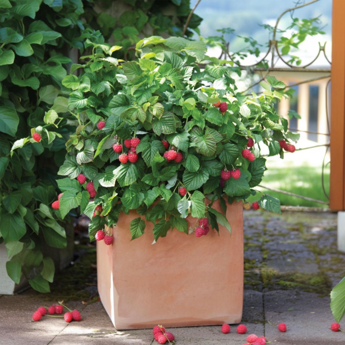 PLANT IN A BOX Framboisier - Set de 3 - Rubus ideaus 'Autumn Bliss' - Hauteur 25-40cm - ⌀9cm