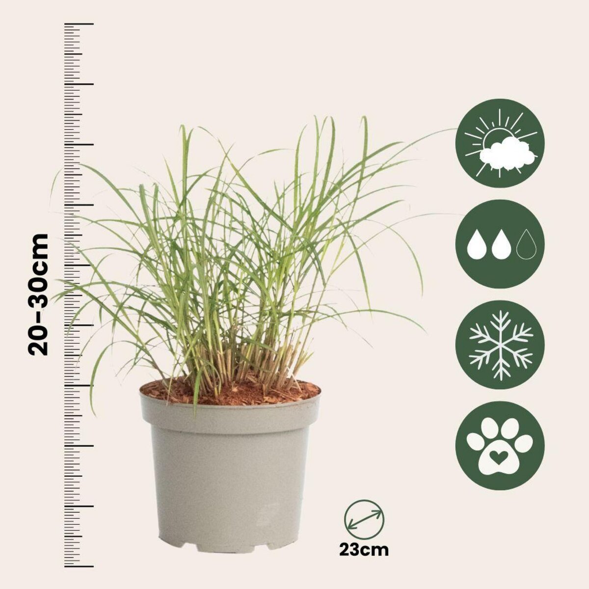 PLANT IN A BOX Roseau de Chine - Miscanthus sinensis 'Red Chief' - Hauteur 40-60cm - ⌀23cm