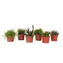 Voir la diapositive 1 : PLANT IN A BOX Cactus corail mix - Rhipsalis - Lot de 6 - Hauteur 15-20 cm - Pot 12 cm