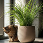 Voir la diapositive 5 : PLANT IN A BOX Herbe à chat - Set de 4 - Cyperus zumula - Hauteur 30-40cm - ⌀12cm