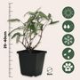 Voir la diapositive 2 : PLANT IN A BOX Arbre à papillons - Set de 6 - Buddleja davidii - Hauteur 25-40cm - ⌀9cm