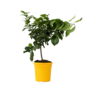 Voir la diapositive 1 : PLANT IN A BOX Citronnier - Citrus limon - Hauteur 60-70cm - ⌀19cm