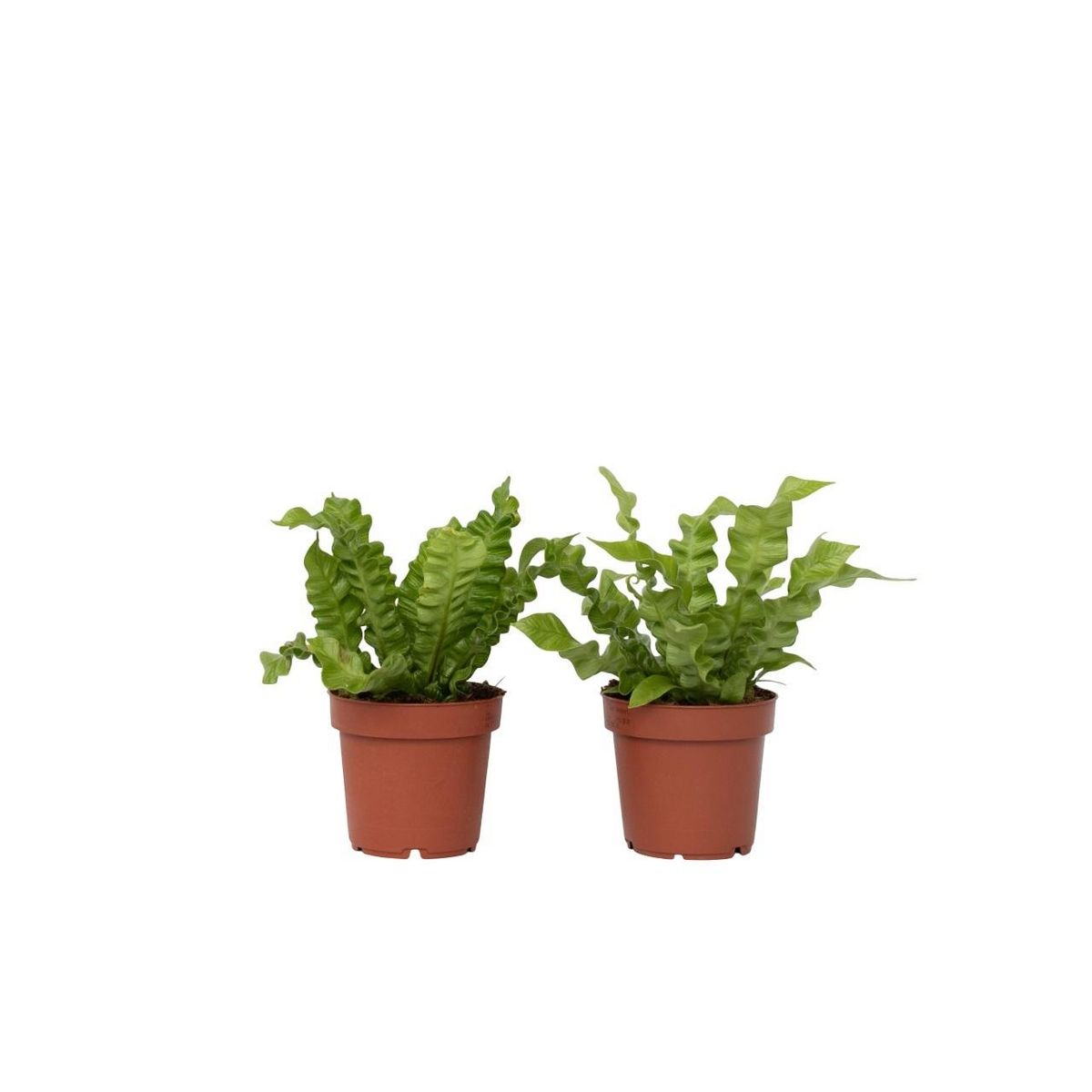PLANT IN A BOX Fougère nid d'oiseau - Set de 2 - Asplenium 'Crispy Wave' - H25-40cm - ⌀12cm
