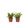 Voir la diapositive 1 : PLANT IN A BOX Fougère nid d'oiseau - Set de 2 - Asplenium 'Crispy Wave' - H25-40cm - ⌀12cm