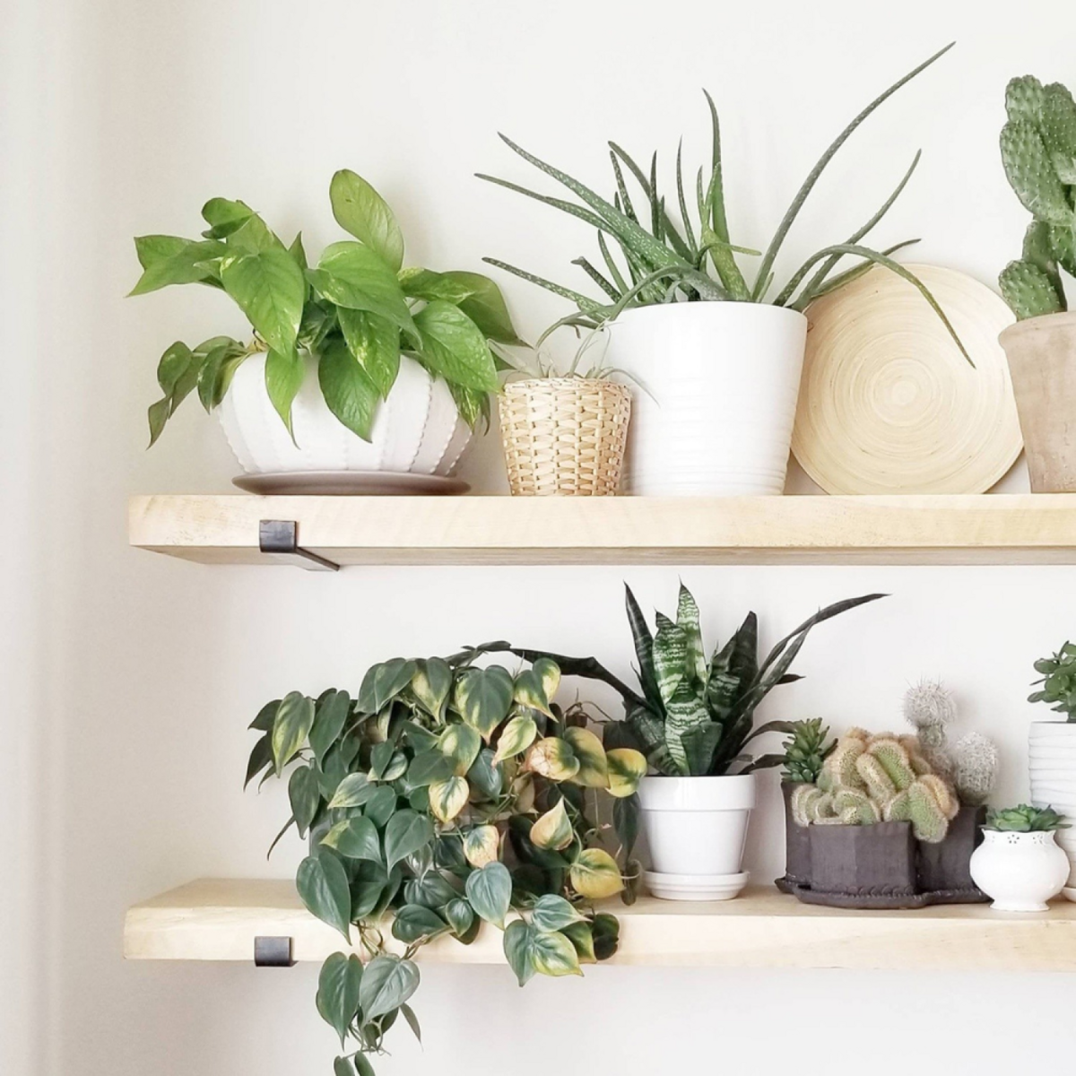 CONCEPT USINE Étagère murale en bois d'épicéa et métal - 2 rangements - bois et noir BUSSA