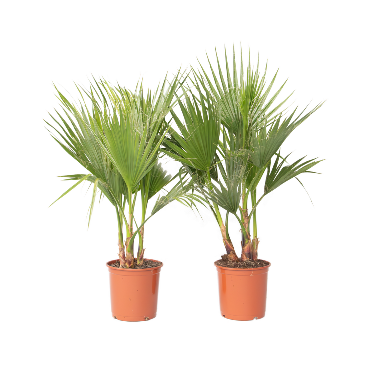PLANT IN A BOX Palmier de Washington - Set de 2 - Washingtonia robusta - H70-90cm - ⌀21cm