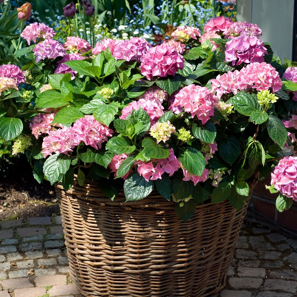 PLANT IN A BOX Hortensia - Set de 3 - Hydrangea macrophylla 'Early Pink' - H25-40cm - ⌀9cm