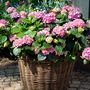 Voir la diapositive 4 : PLANT IN A BOX Hortensia - Set de 3 - Hydrangea macrophylla 'Early Pink' - H25-40cm - ⌀9cm