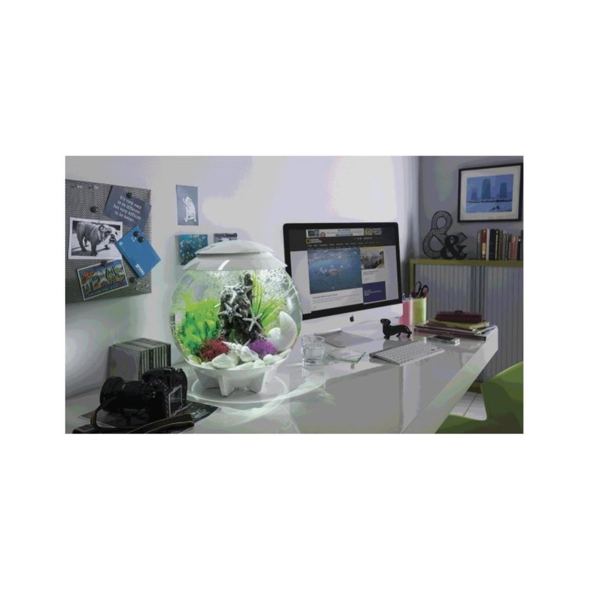 Voir la diapositive 6 : Oase Aquarium décoratif 15l blanc - halo 15 mcr white