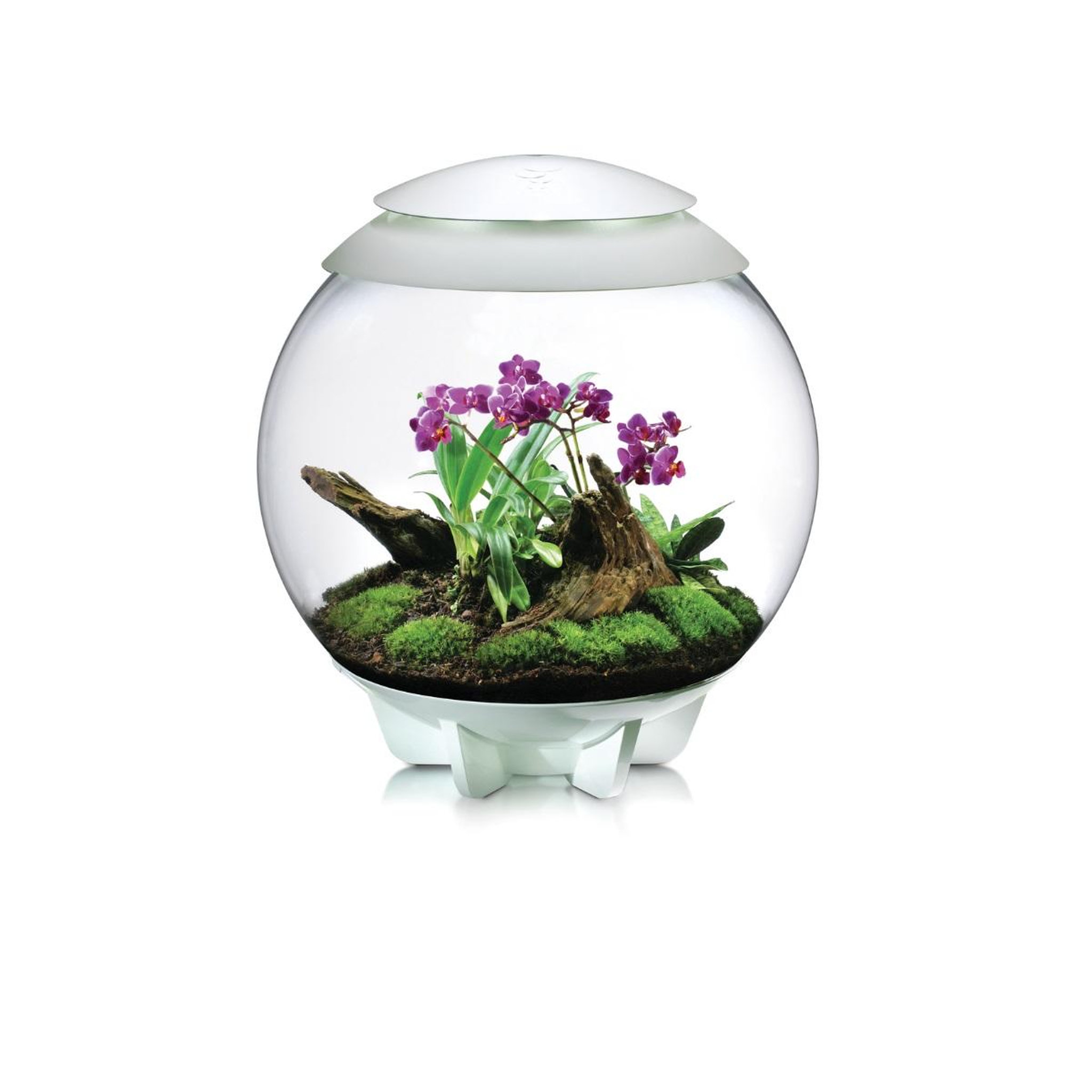 Voir la diapositive 4 : Oase Terrarium décoratif 60l avec cadre blanc - air 60 white