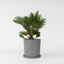 Voir la diapositive 6 : PLANT IN A BOX Palmier nain - Chamaerops 'Vulcano' - Hauteur 45-55cm - ⌀24cm