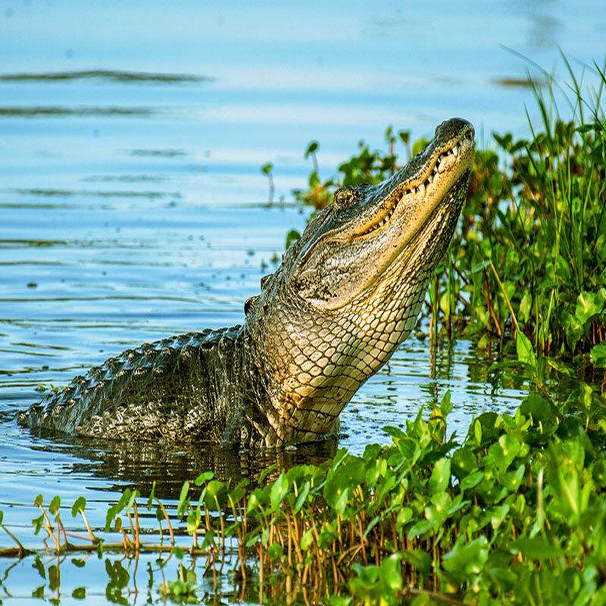 Voir la diapositive 3 : Smartbox Voyage en floride : 5 jours en hôtel 4* à miami avec excursion dans les everglades et les keys - coffret cadeau séjour