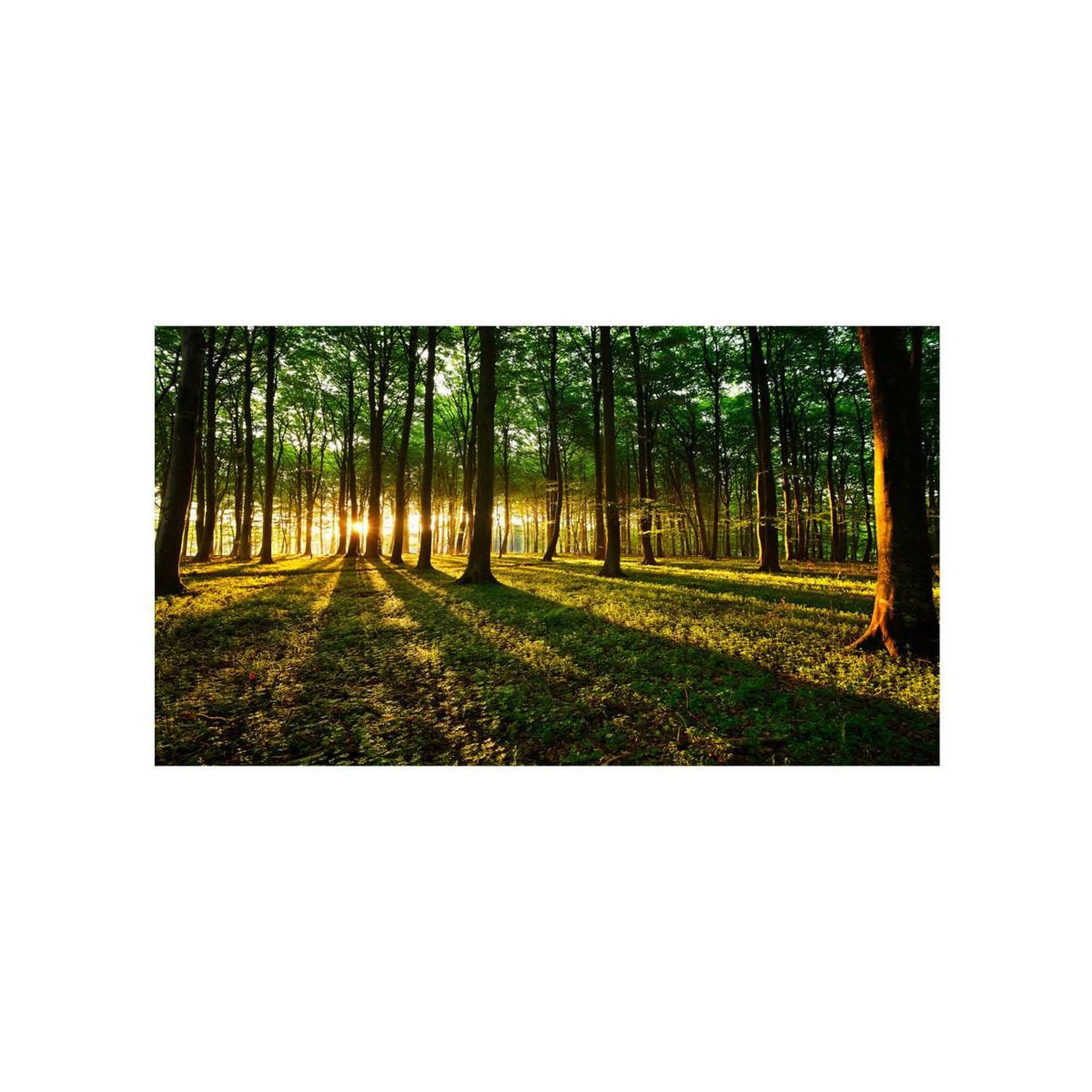 Voir la diapositive 2 : Paris Prix Papier peint xxl  mystical morning ii  280x500cm