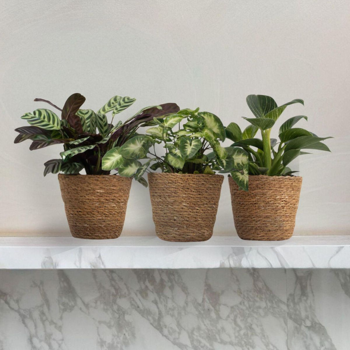 PLANT IN A BOX Mélange de plantes d'intérieur - Set de 3 - Hauteur 25-40cm - ⌀12cm