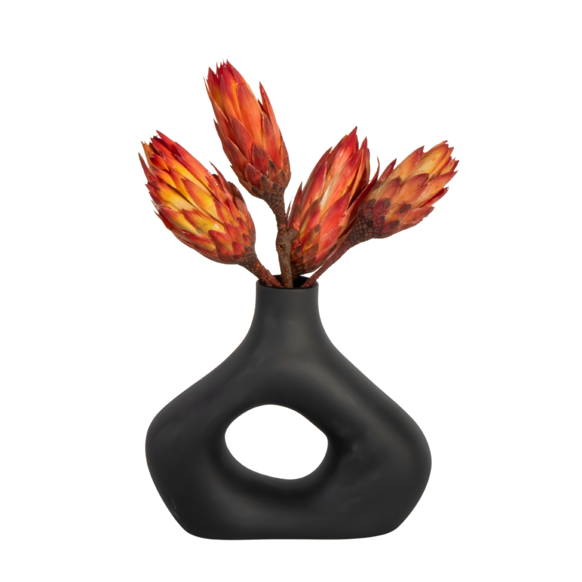 PLANT IN A BOX Fleurs séchées - Set de 5 - Bouquet 'Protea Pendula Red'