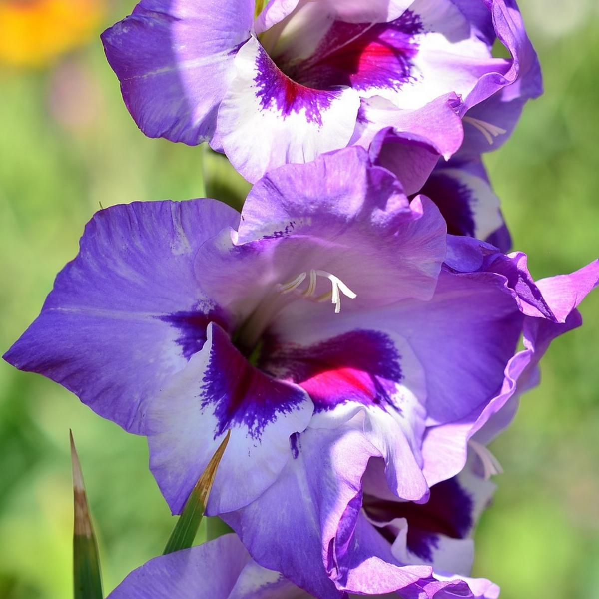 PLANT IN A BOX Glaïeul - Set de 21 - Gladiolus 'Passos' - Bulbes à fleurs - Violet