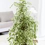Voir la diapositive 5 : PLANT IN A BOX Ficus pleureur - Ficus Benjamina 'Twilight' - Hauteur 100-110cm - ⌀21cm