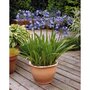  Collection de plantes vivaces pour jardins et pots - Les 7 pots / Ø 9cm - Willemse