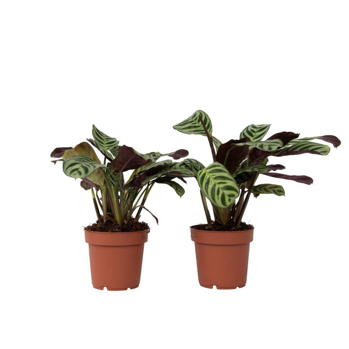 PLANT IN A BOX Plante Dormeuse - Set de 2 - Ctenanthe 'Amagris' - Hauteur 20-30cm - ⌀12cm