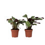 Voir la diapositive 1 : PLANT IN A BOX Plante Dormeuse - Set de 2 - Ctenanthe 'Amagris' - Hauteur 20-30cm - ⌀12cm