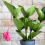 Voir la diapositive 4 : PLANT IN A BOX Medinille magnifique - Medinilla magnifica - Hauteur 40-50cm - ⌀14cm