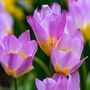 Voir la diapositive 3 : PLANT IN A BOX Tulipe - Set de 100 - Tulipa bakeri 'Lilac Wonder' - Bulbes à fleurs