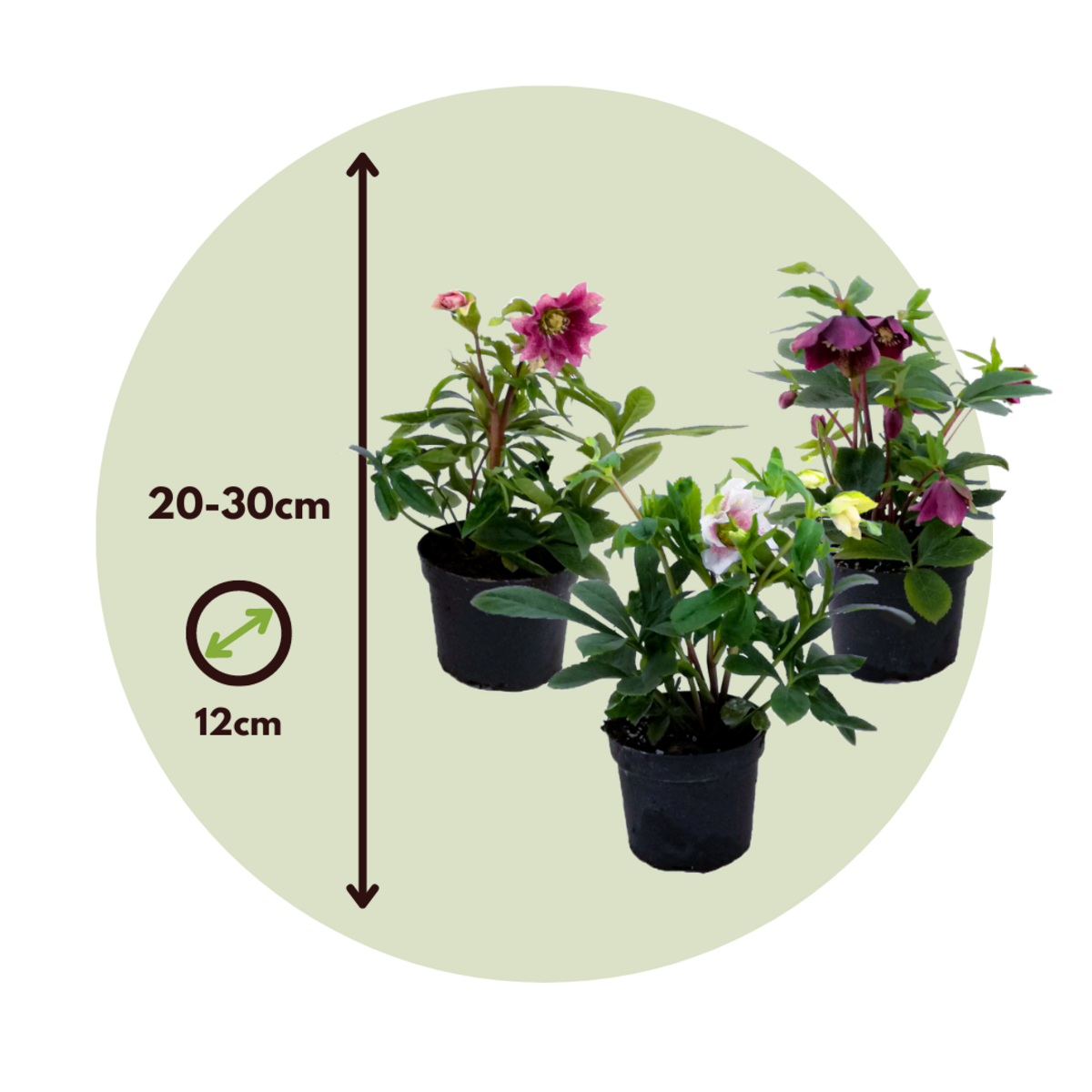 PLANT IN A BOX Rose de Noël - Set de 3 - Helleborus orientalis - Hauteur 20-30cm - ⌀12cm