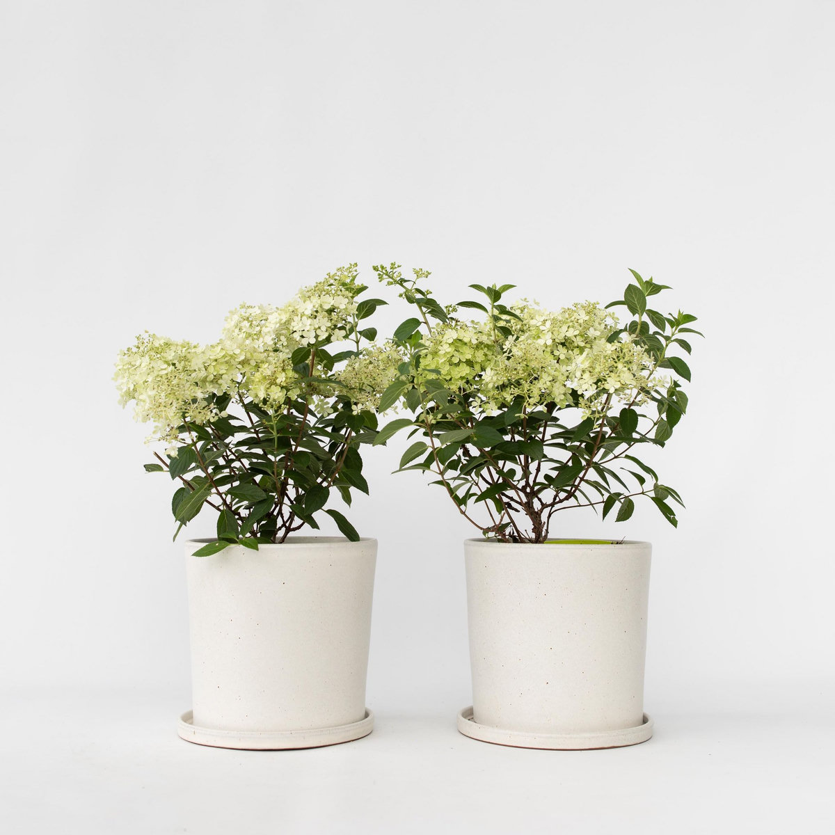 PLANT IN A BOX Hortensia - Set de 2 - Hydrangea paniculata 'Bobo' - Hauteur 25-40cm - ⌀19cm