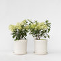 Voir la diapositive 6 : PLANT IN A BOX Hortensia - Set de 2 - Hydrangea paniculata 'Bobo' - Hauteur 25-40cm - ⌀19cm