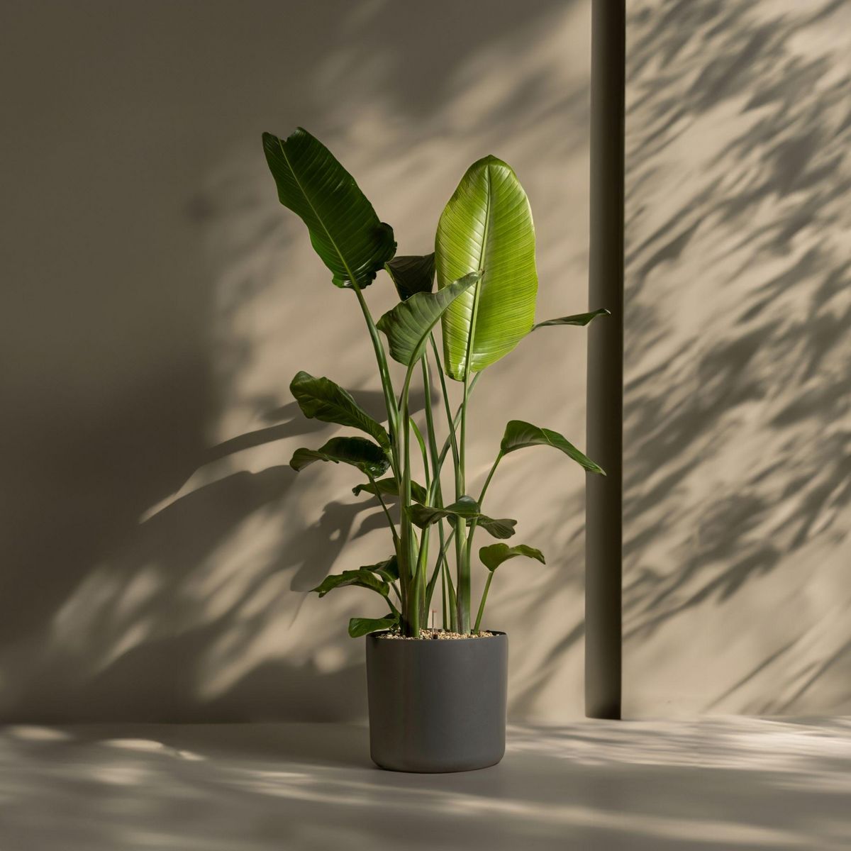 PLANT IN A BOX Oiseau de paradis - Strelitzia nicolai - Hauteur 150-170cm - ⌀28cm