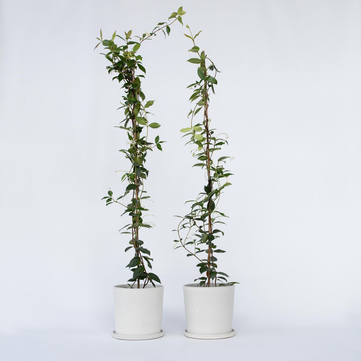 PLANT IN A BOX Jasmin étoilé - Set de 8 - Trachelospermum jasminoides - H110-120cm - ⌀17cm