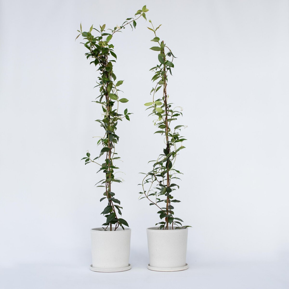 PLANT IN A BOX Jasmin étoilé - Set de 8 - Trachelospermum jasminoides - H110-120cm - ⌀17cm