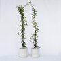 Voir la diapositive 6 : PLANT IN A BOX Jasmin étoilé - Set de 8 - Trachelospermum jasminoides - H110-120cm - ⌀17cm