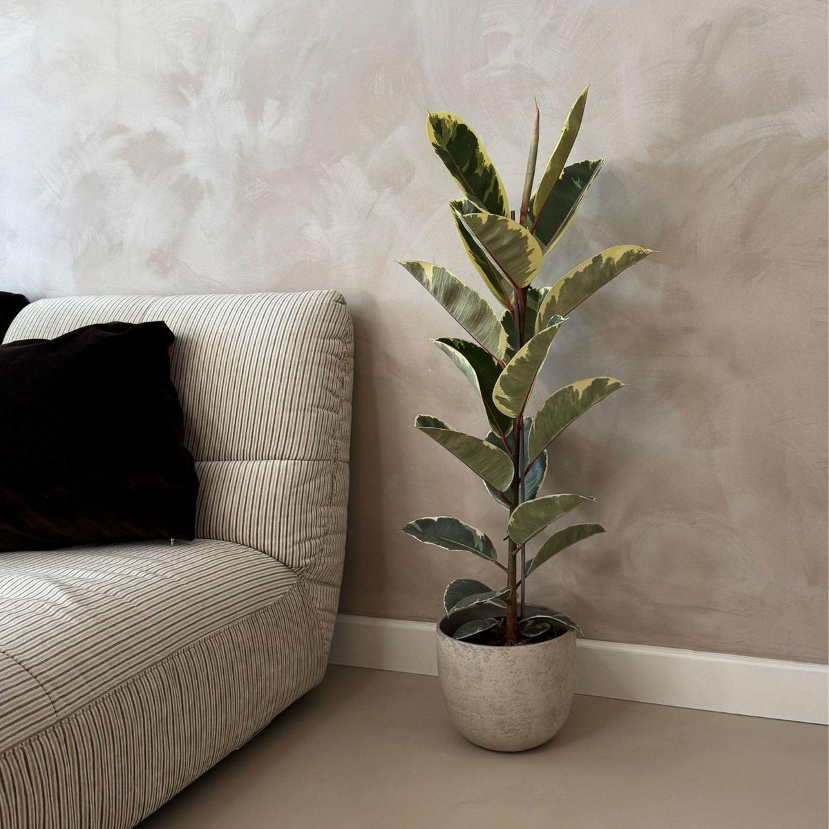 PLANT IN A BOX Caoutchouc - Ficus Elastica 'Tineke' - Hauteur 75-100cm - ⌀24cm