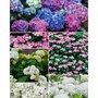  Collection d'Hortensias pour massifs et haies fleuris - Les 3 pots / 1.5L - Willemse