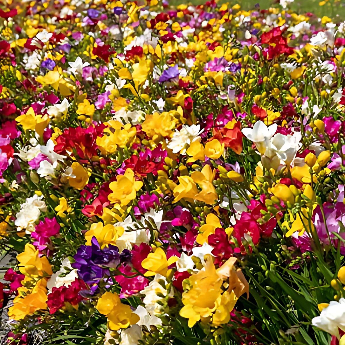 PLANT IN A BOX Freesia parfumée - Set de 40 - Freesia Mix - Bulbes à fleurs