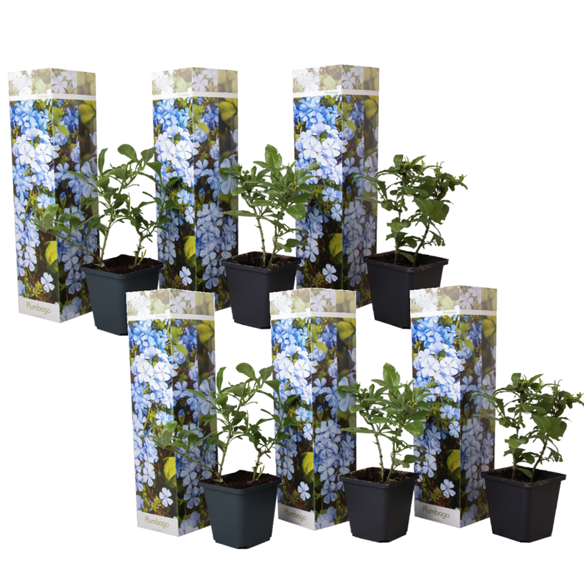 PLANT IN A BOX Dentelaire du Cap - Set de 6 - Plumbago auriculata - Hauteur 25-40cm - ⌀9cm