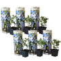 Voir la diapositive 1 : PLANT IN A BOX Dentelaire du Cap - Set de 6 - Plumbago auriculata - Hauteur 25-40cm - ⌀9cm