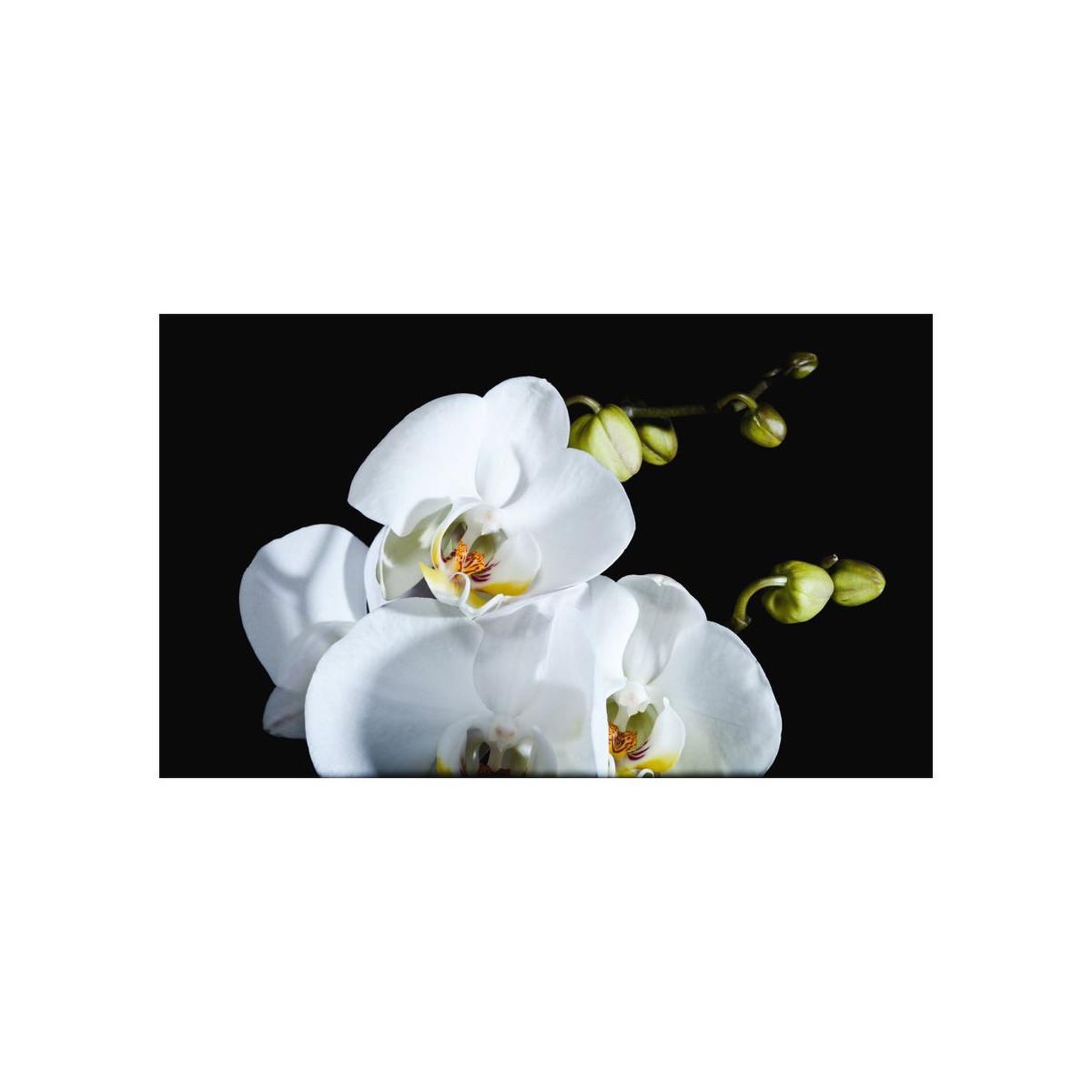 Voir la diapositive 2 : Paris Prix Papier peint  phalaenopsis  270x450cm