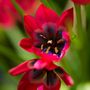 Voir la diapositive 3 : PLANT IN A BOX Tulipe - Set de 40 - Tulipa 'Little Beauty' - Bulbes à fleurs - Rouge
