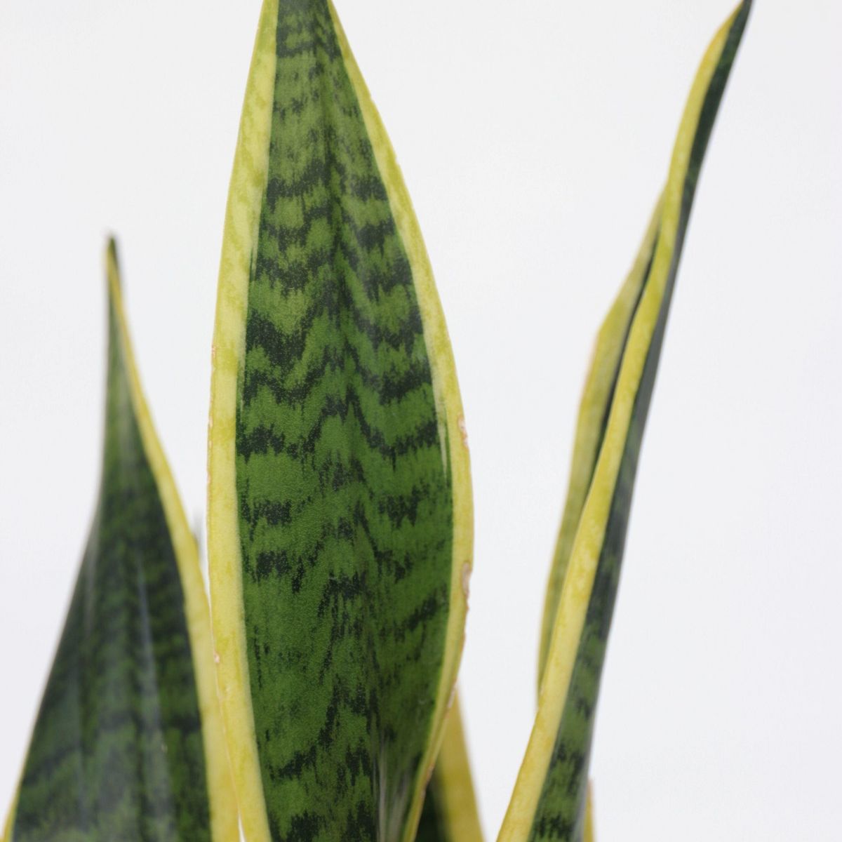 PLANT IN A BOX Langue de belle-mère - Sansevieria trifasciata Laurentii - H40-50cm - ⌀14cm