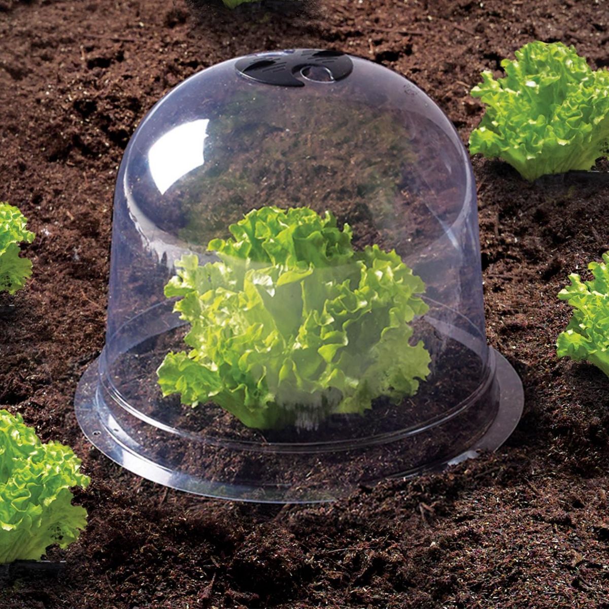 ID MARKET Cloche à salades x12 serre de protection pour plants