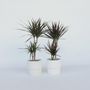 Voir la diapositive 5 : PLANT IN A BOX Dragonnier - Set de 2 - Dracaena marginata - Hauteur 70-80cm - ⌀17cm