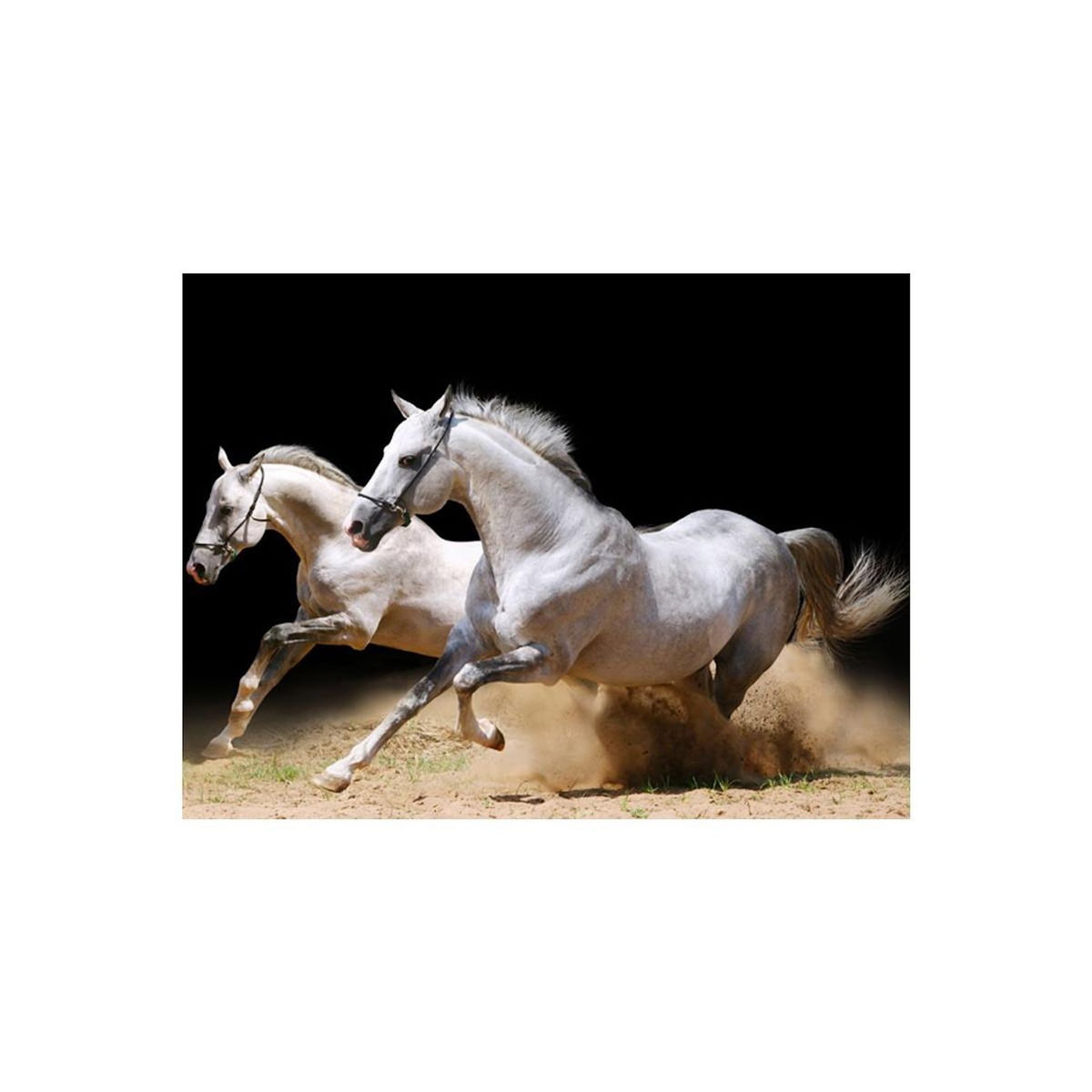 Paris Prix Papier Peint  Chevaux au Galop sur du Sable